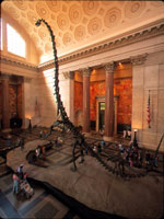Barosaurus_Museum_of_Natural_History_c_NYSERNet.jpg